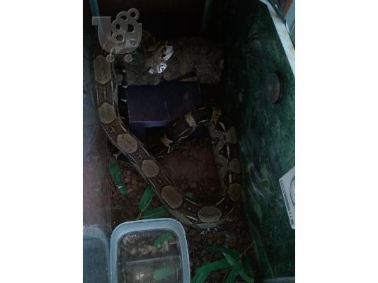 Βοας (Boa Constrictor Imperator) + Full Terrarium-Τελικη Τιμη